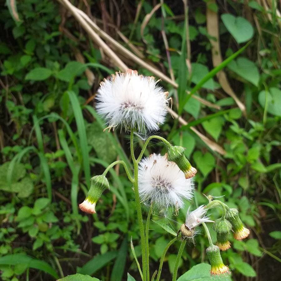 Crassocephalum crepidioides fruit