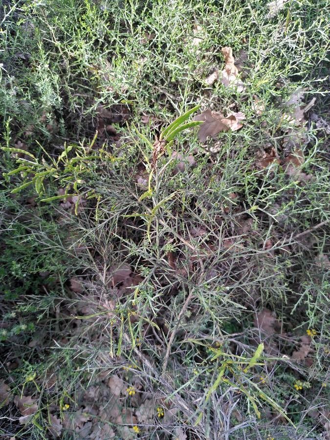 Genista corsica fruit