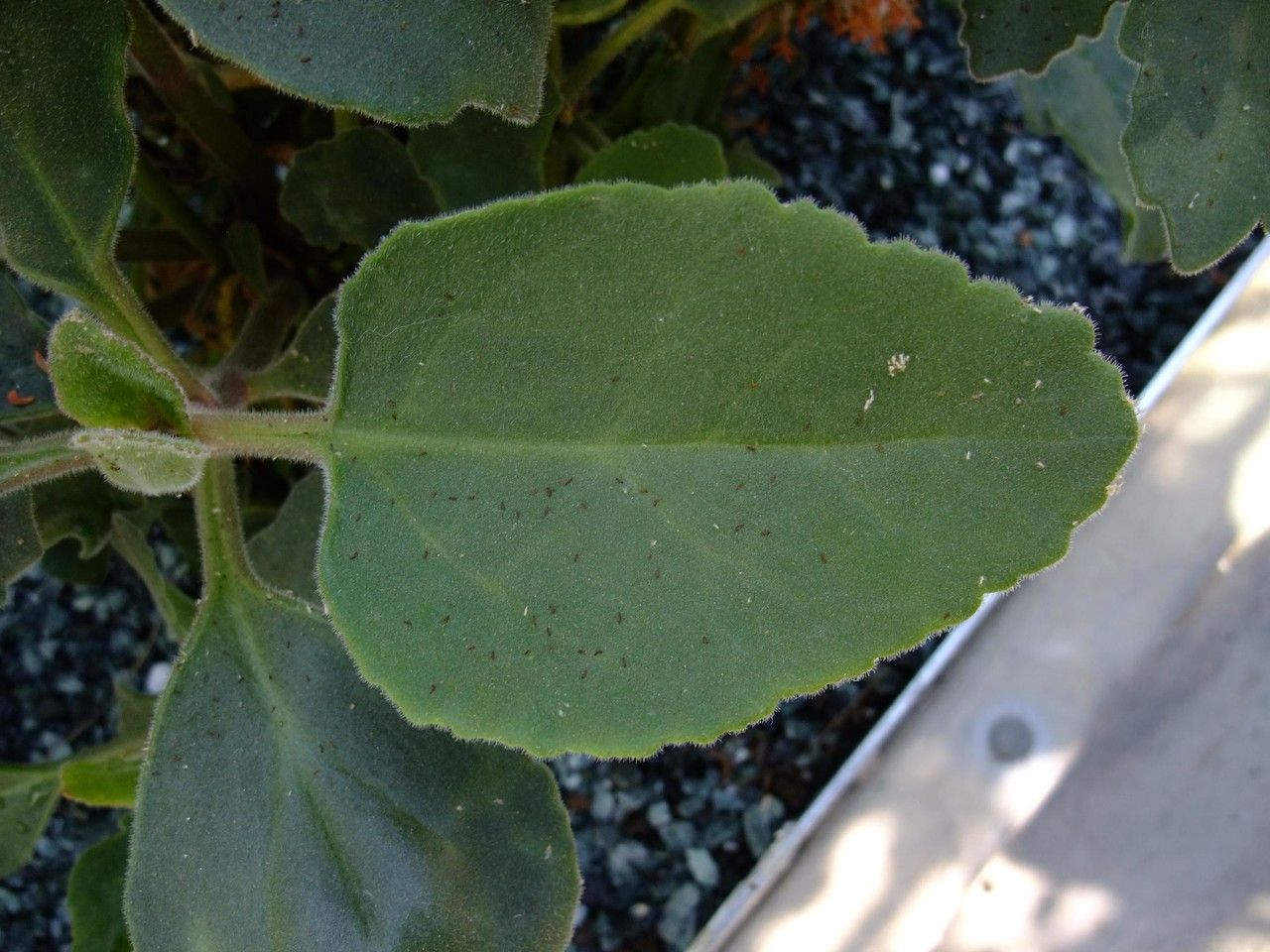 Kalanchoe velutina — search result for 'Kalanchoe'