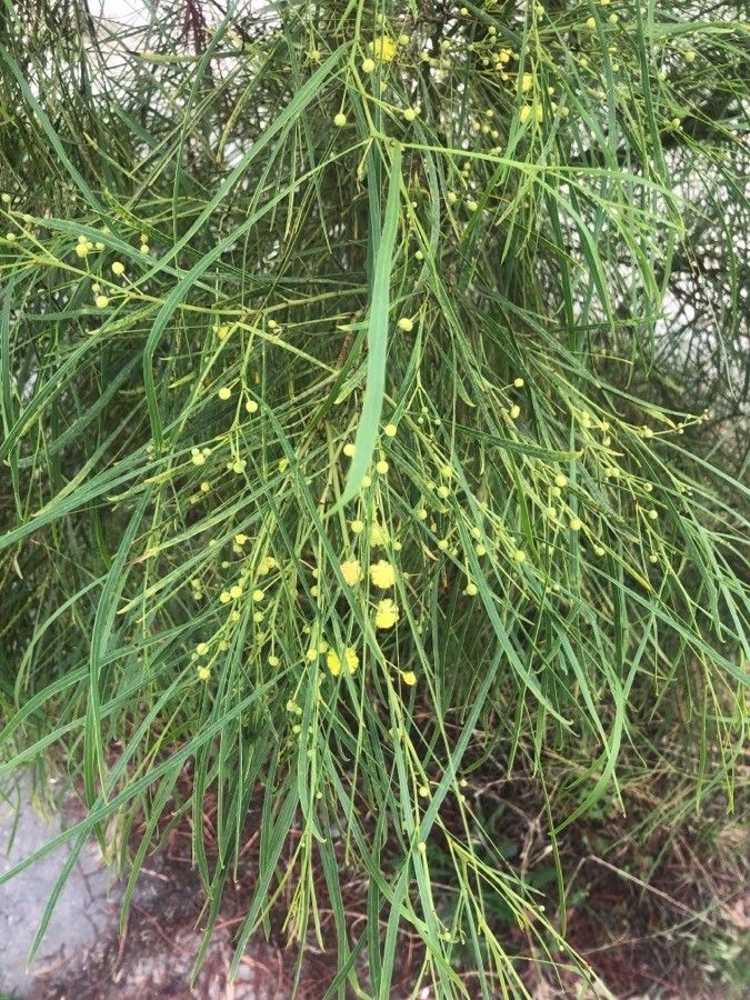 Acacia terminalis — search result for 'Acacia'