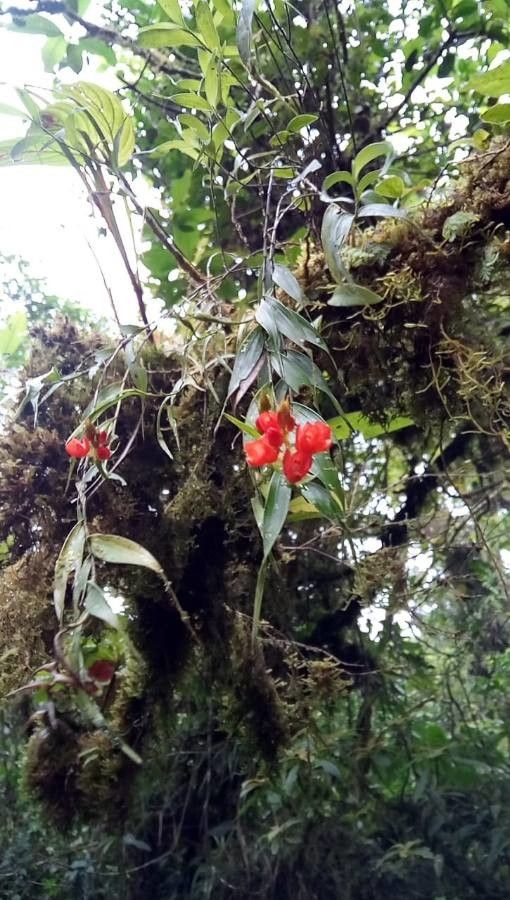 Ornithidium coccineum flower