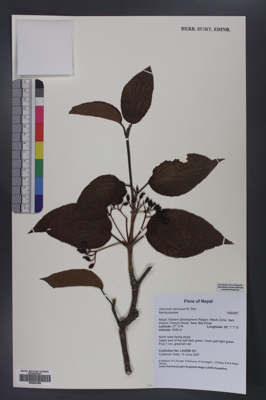 Viburnum nervosum other