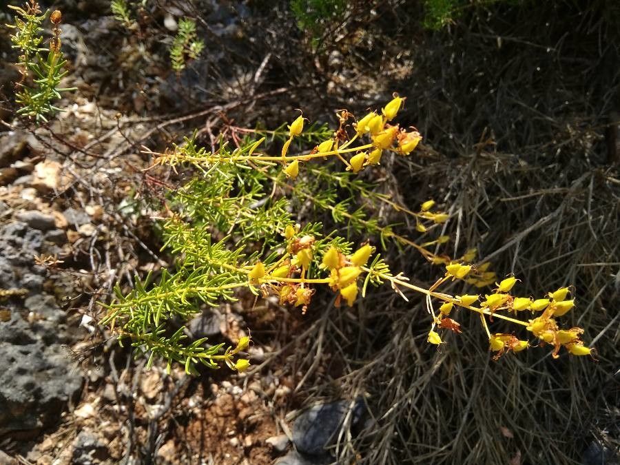 Hypericum empetrifolium fruit