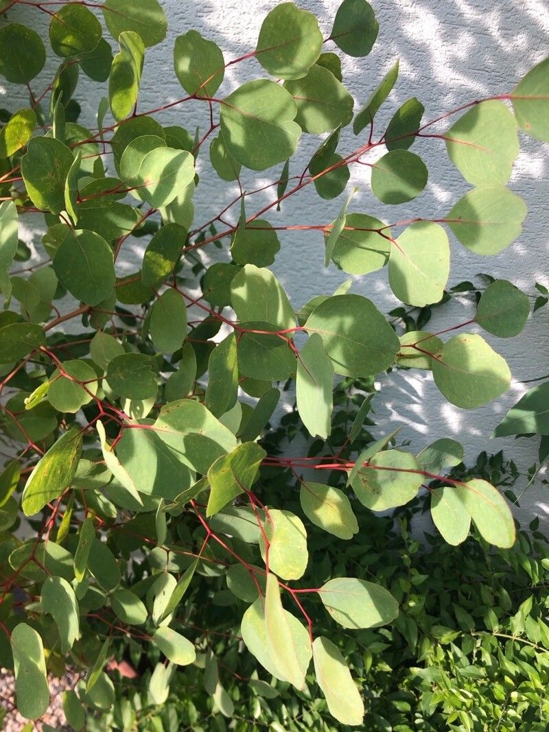 Eucalyptus cornuta — houseplant care guide