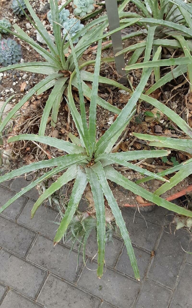 Hechtia caudata — related species from the same genus