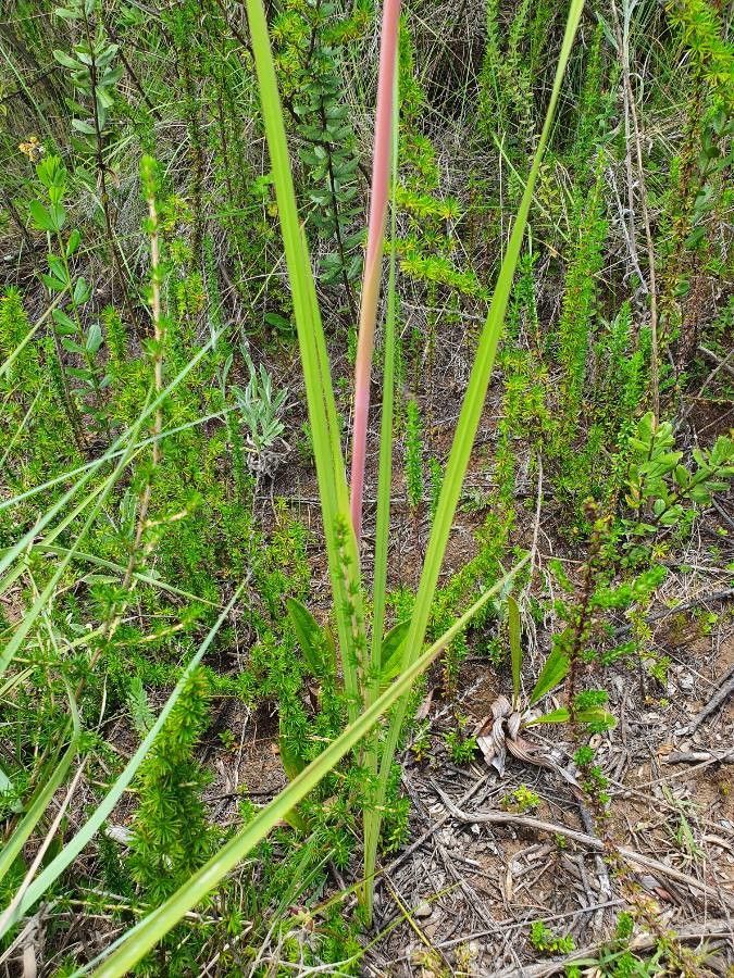 Gladiolus watsonioides — search result for 'Gladiolus'