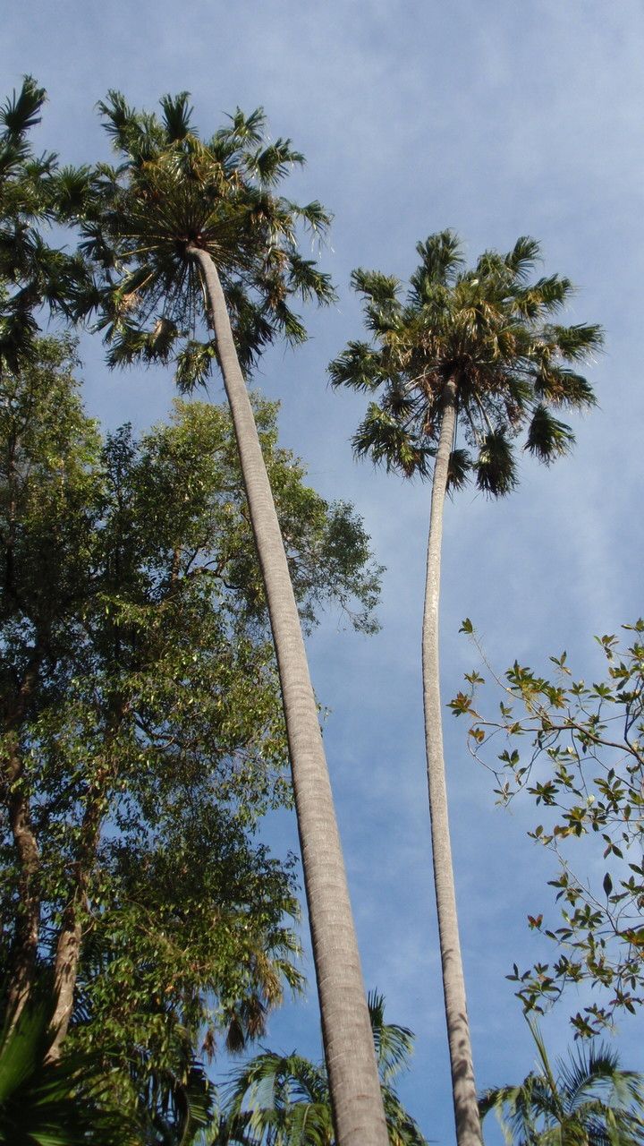Livistona humilis habit