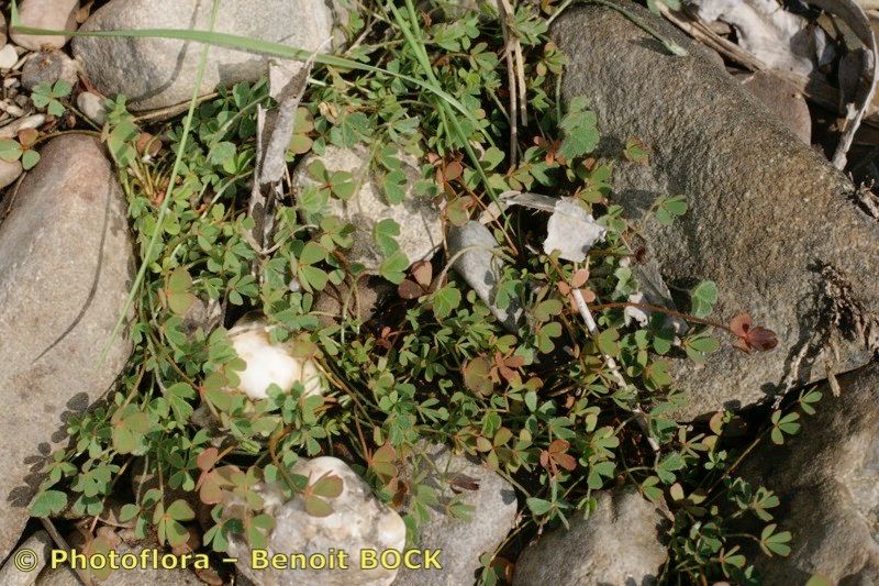 Marsilea batardae habit