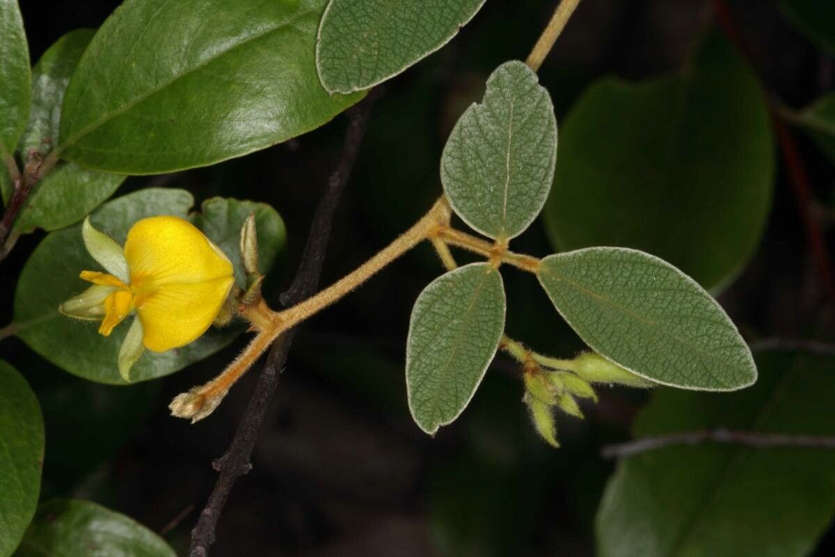 Cajanus reticulatus — related species from the same genus