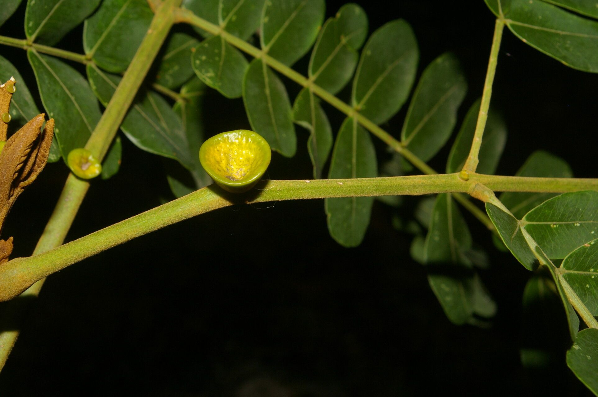 Abarema macradenia fruit
