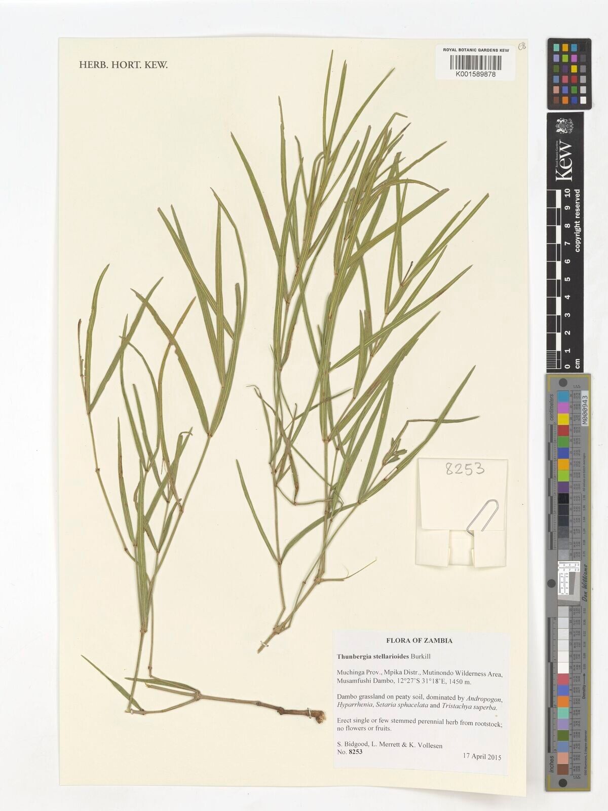 Thunbergia stellarioides — search result for 'Thunbergia'