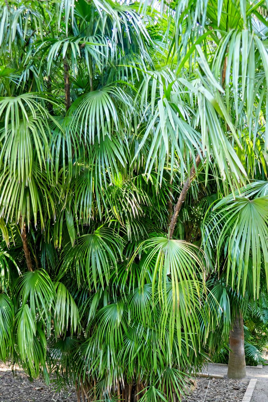 Rhapis multifida bark