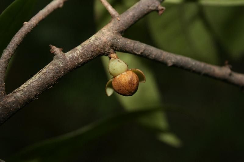 Anaxagorea dolichocarpa flower