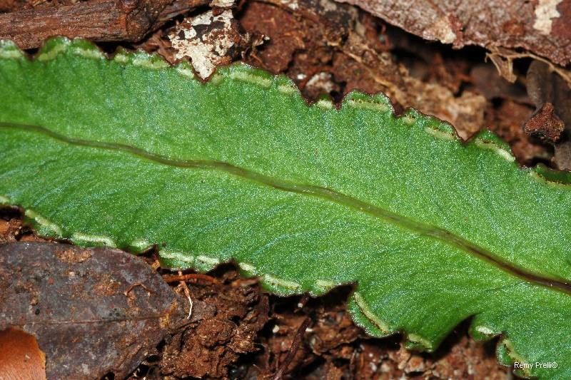 Lindsaea vieillardii leaf
