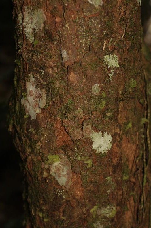 Erythroxylum citrifolium — houseplant care guide