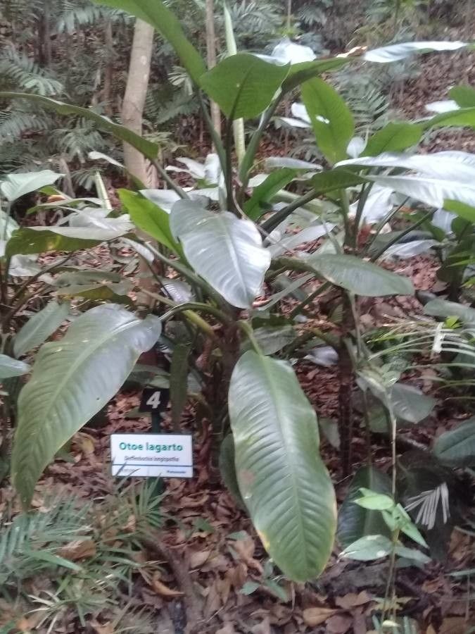 Dieffenbachia longispatha