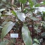 Dieffenbachia longispatha