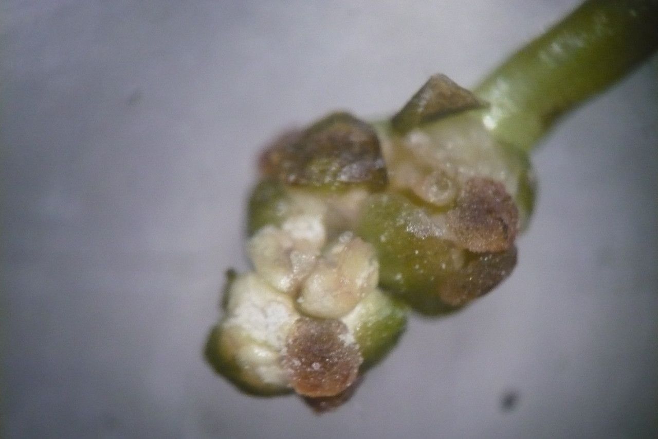 Potamogeton berchtoldii fruit