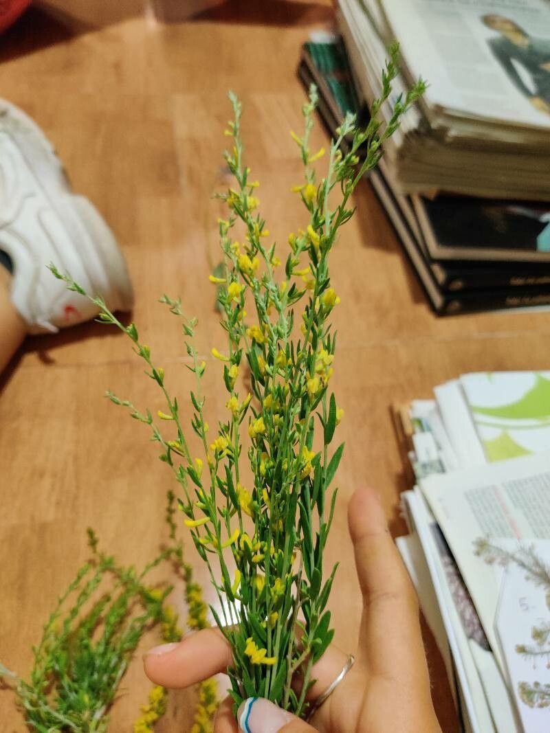 Anthyllis terniflora flower