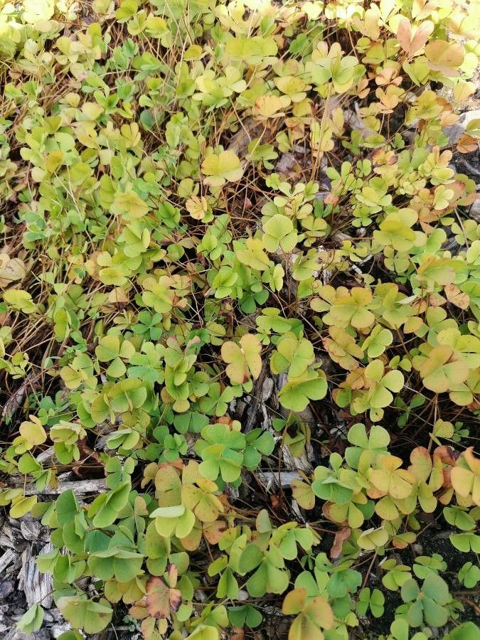Marsilea quadrifolia habit
