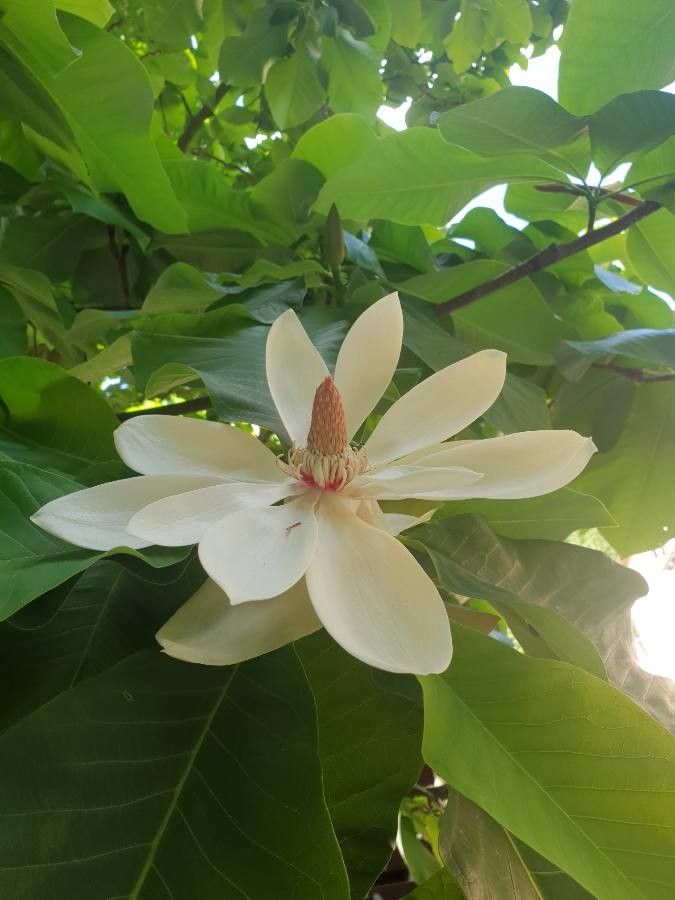 Magnolia hypoleuca flower