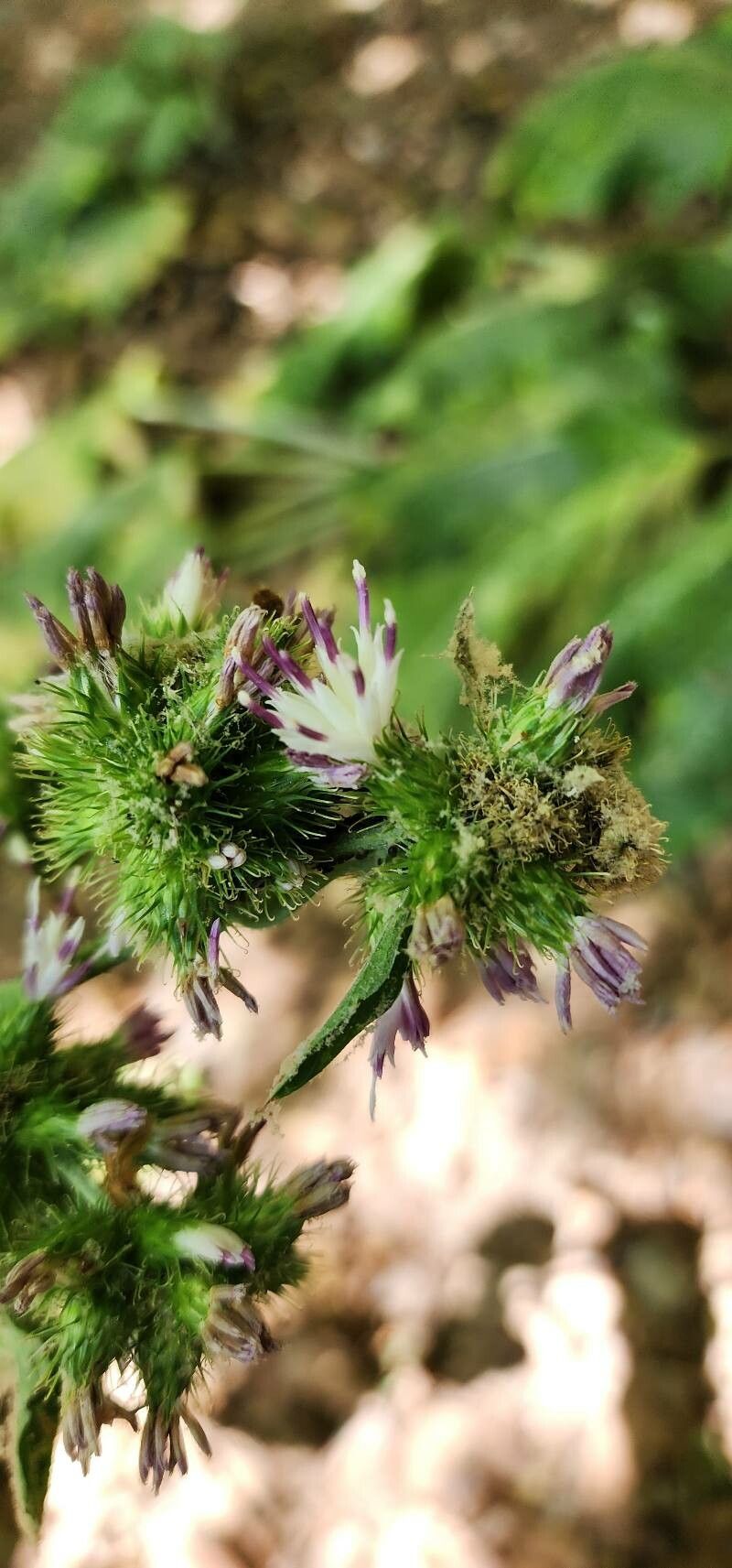 Arctium amplissimum flower