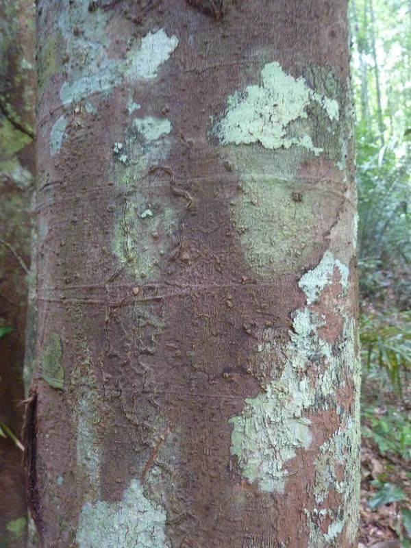 Pourouma villosa — houseplant care guide