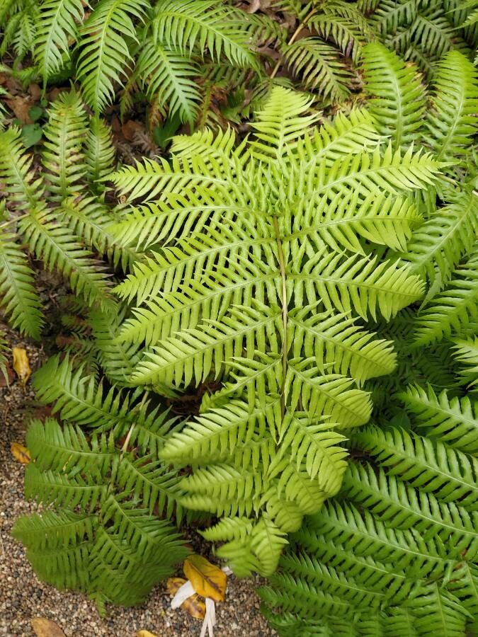 Woodwardia radicans flower