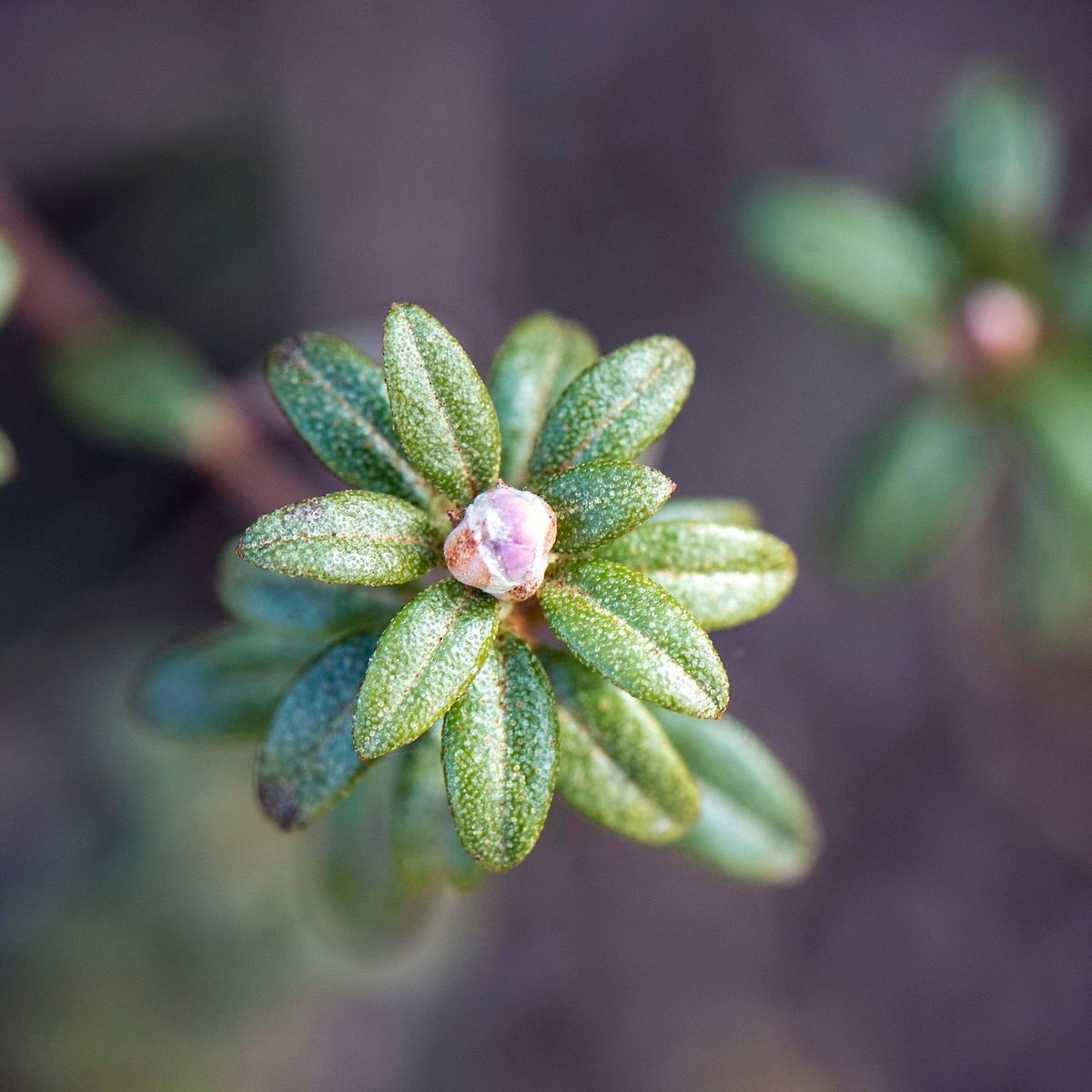 Rhododendron telmateium — houseplant care guide