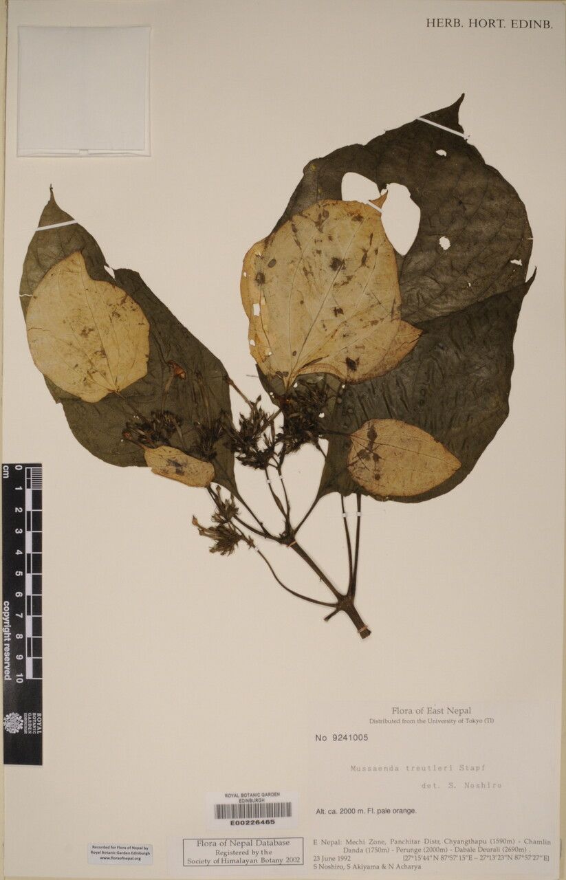 Mussaenda treutleri other