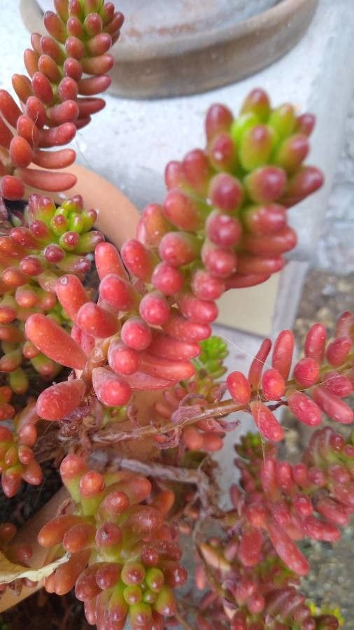 Sedum rubrotinctum fruit
