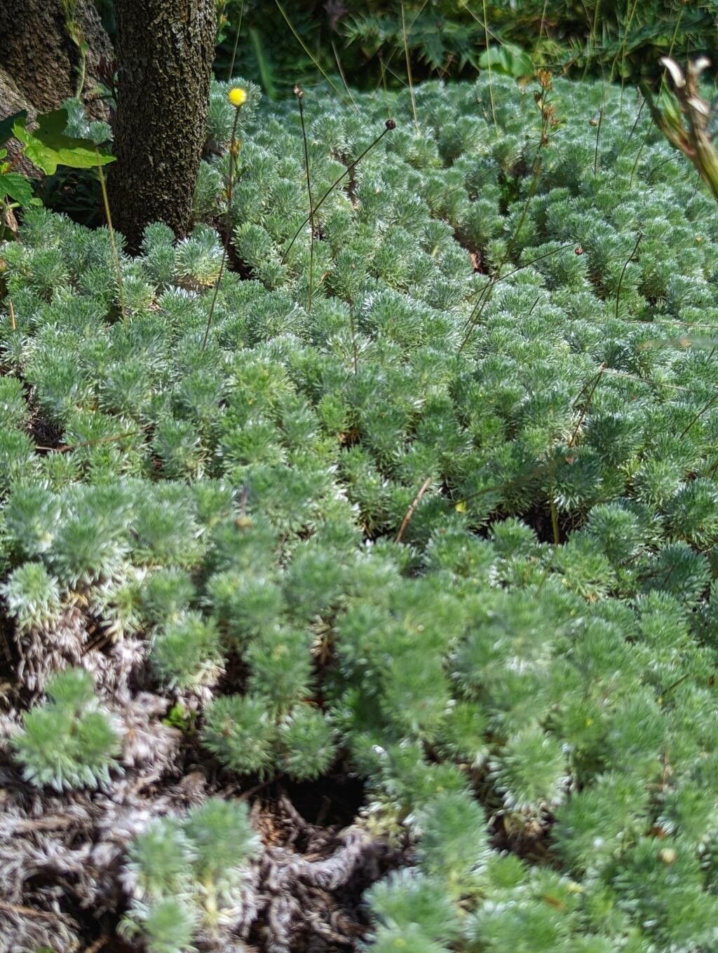 Cotula hispida — houseplant care guide