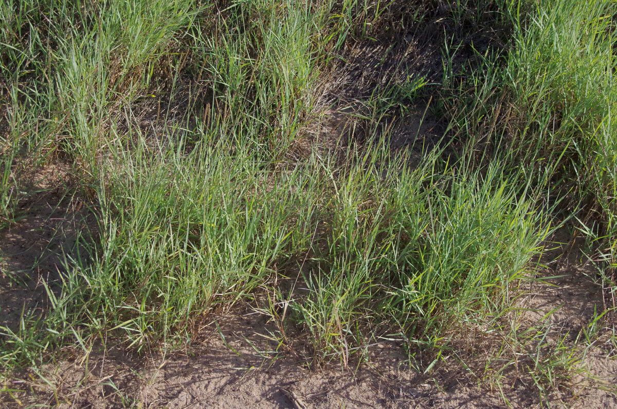 Digitaria didactyla habit