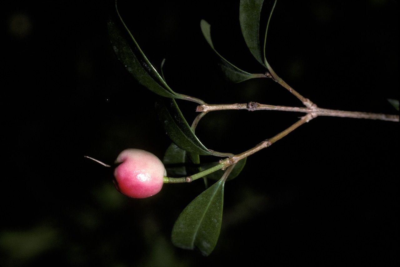 Eugenia neomyrtifolia fruit