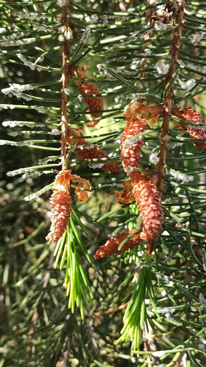 Picea breweriana flower