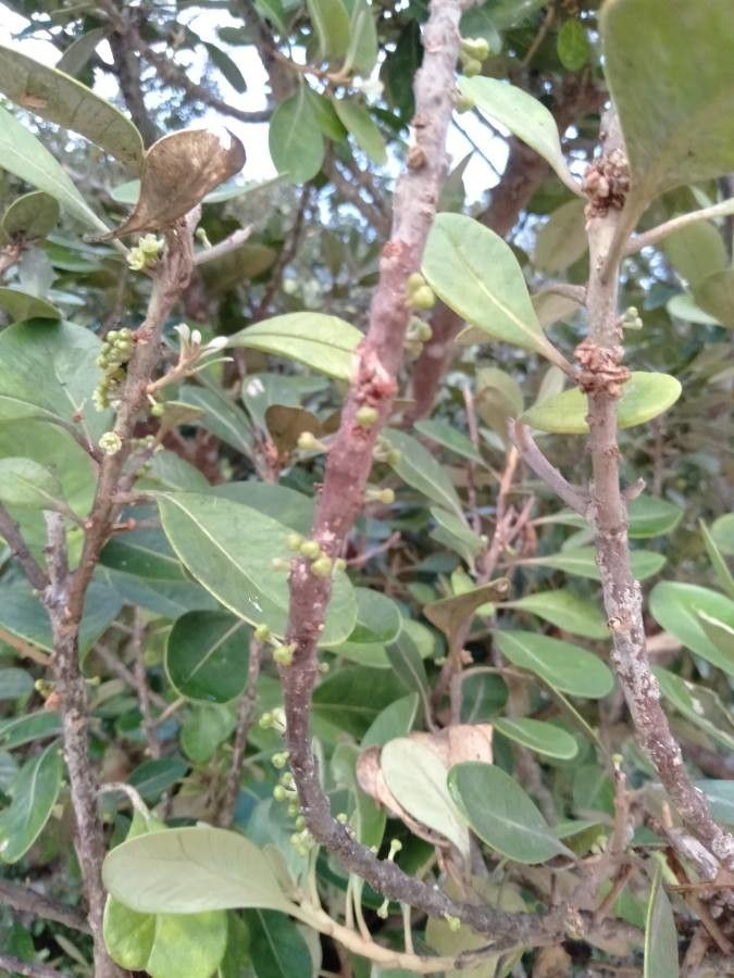 Planchonella obovata fruit