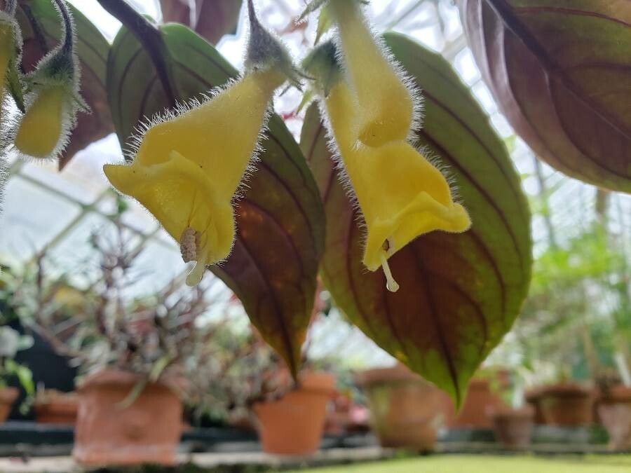 Nematanthus fluminensis flower