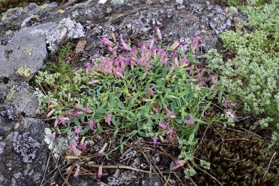 Atocion lerchenfeldianum habit