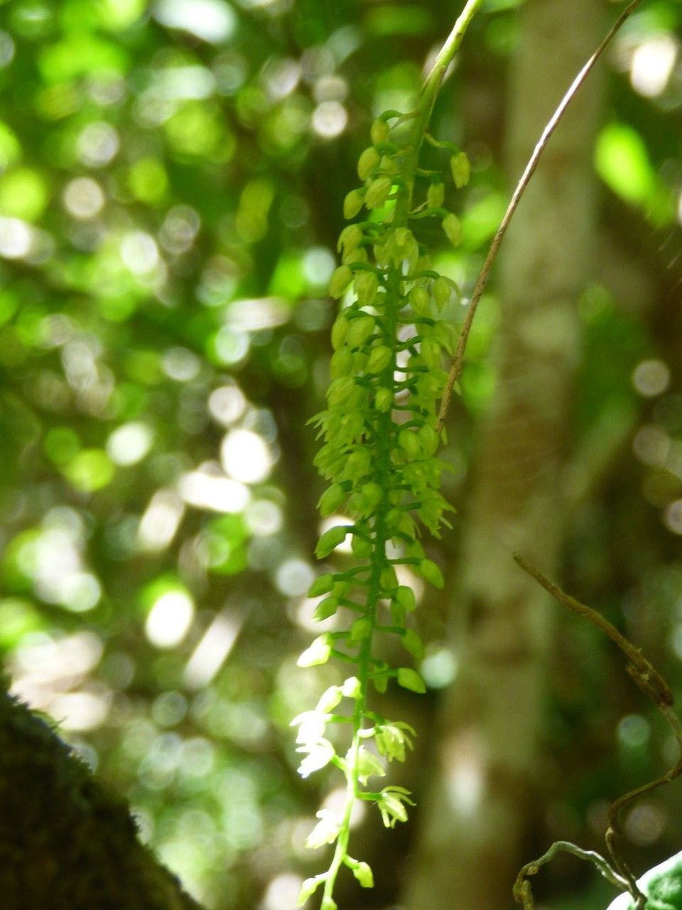 Liparis elliptica flower
