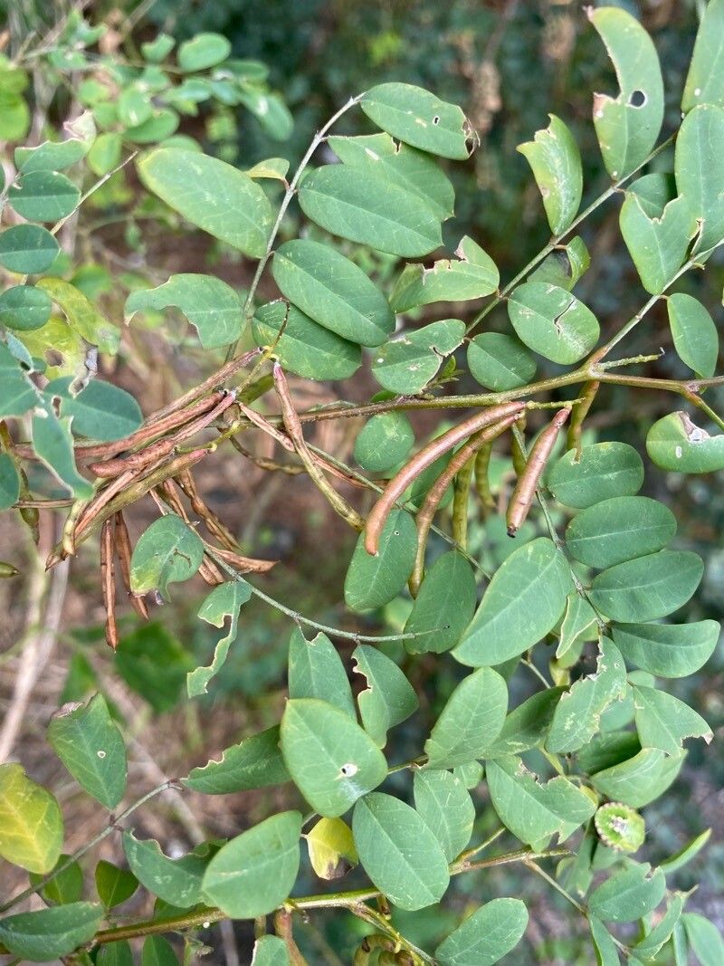 Indigofera tinctoria fruit