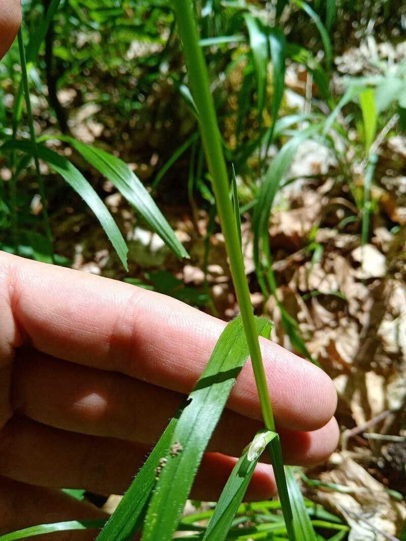 Festuca drymeja — houseplant care guide
