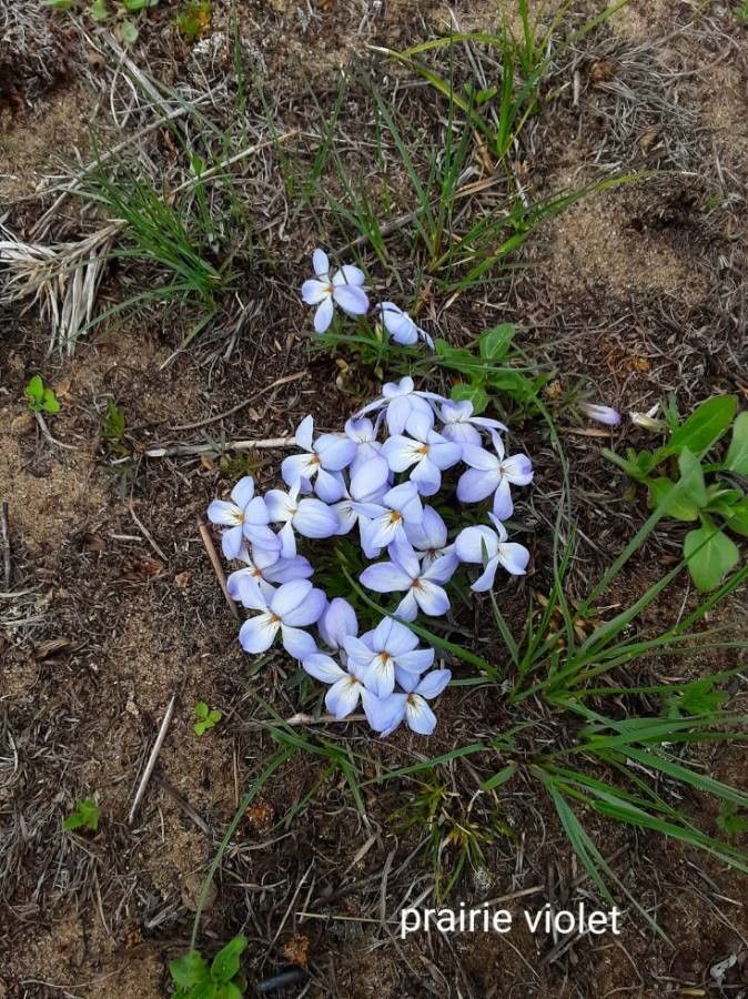 Viola pedatifida flower