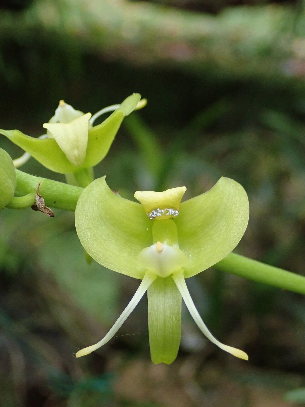 Bulbophyllum lizae flower