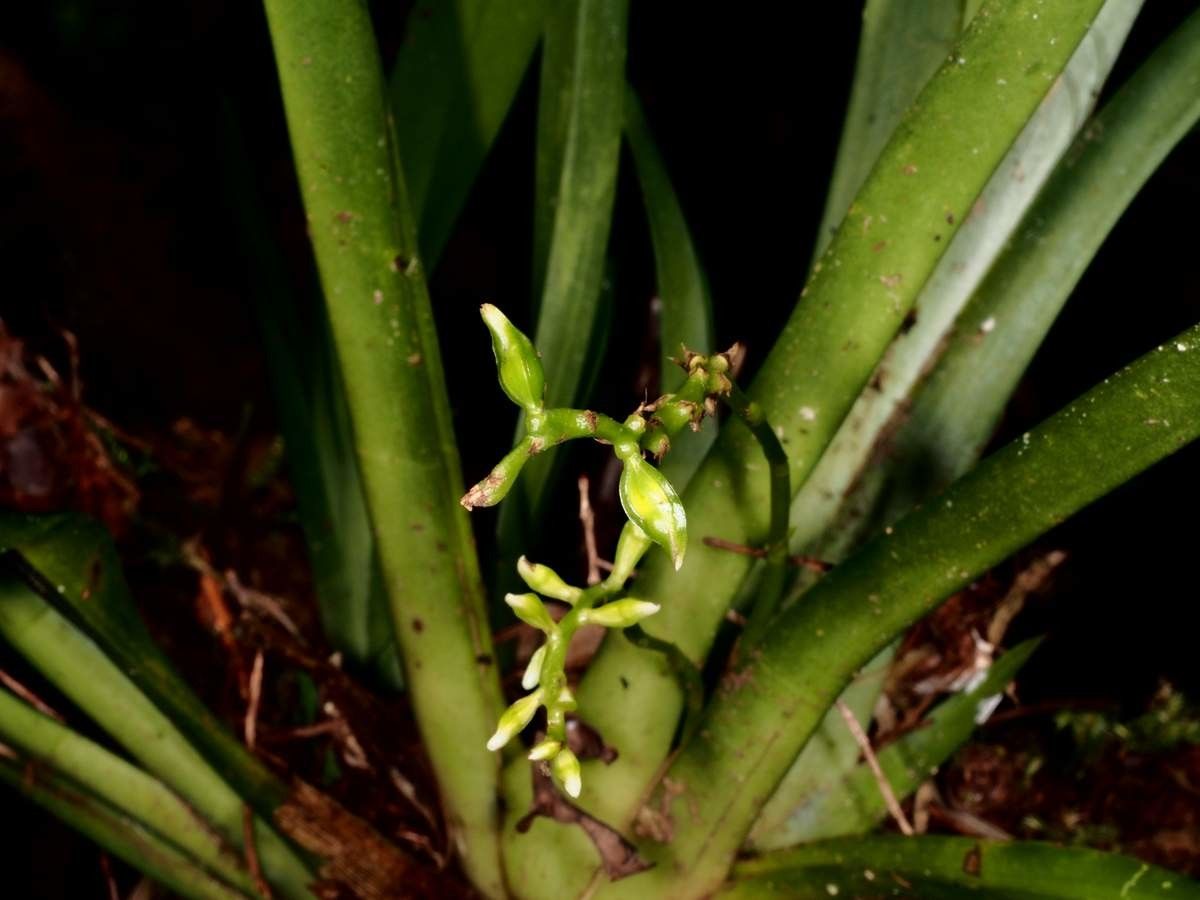 Thelasis carinata bark