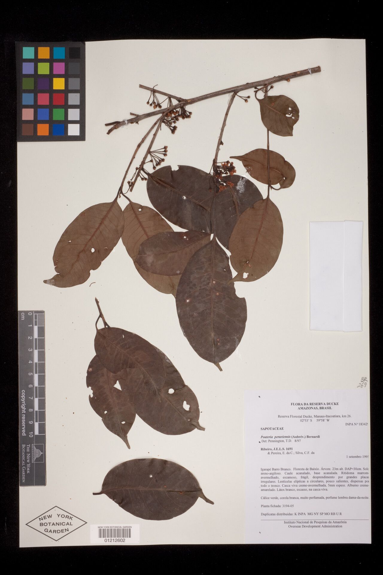 Pouteria peruviensis — houseplant care guide