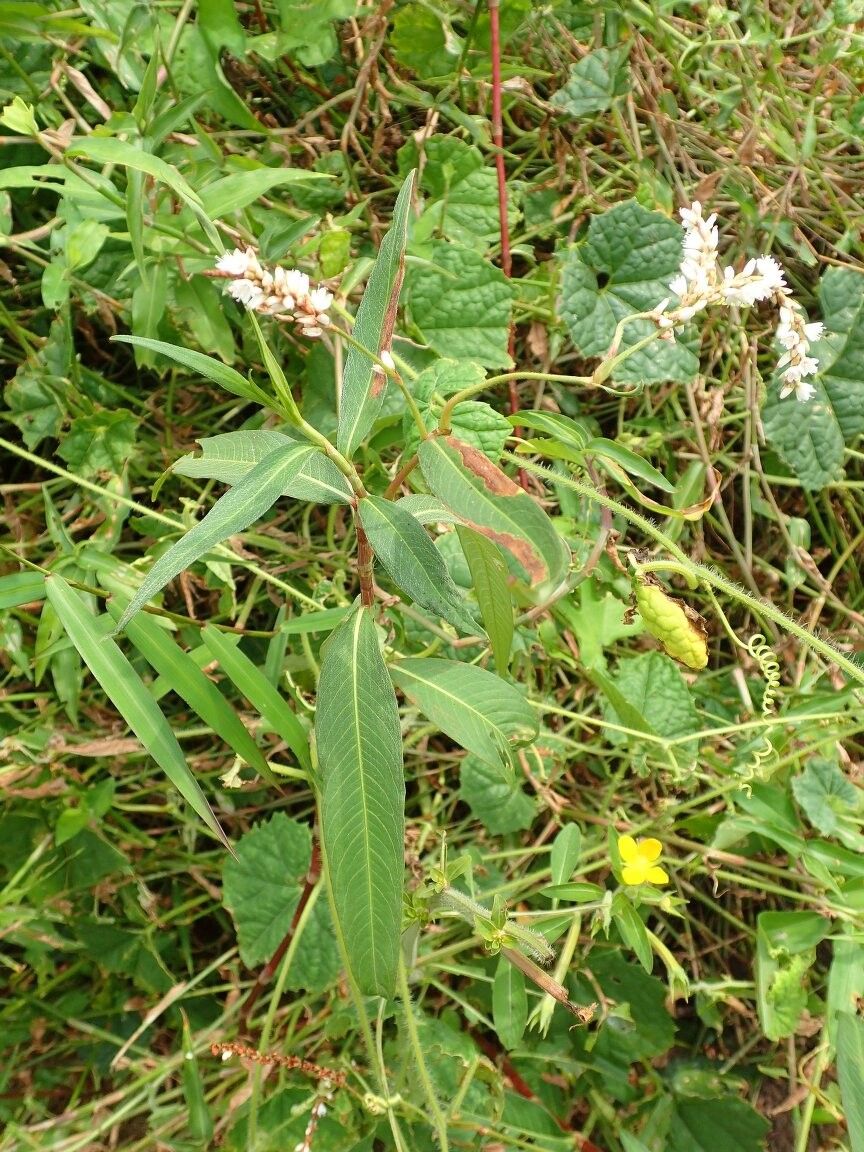 Persicaria setosula — houseplant care guide