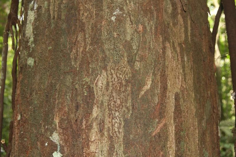 Eschweilera apiculata — houseplant care guide