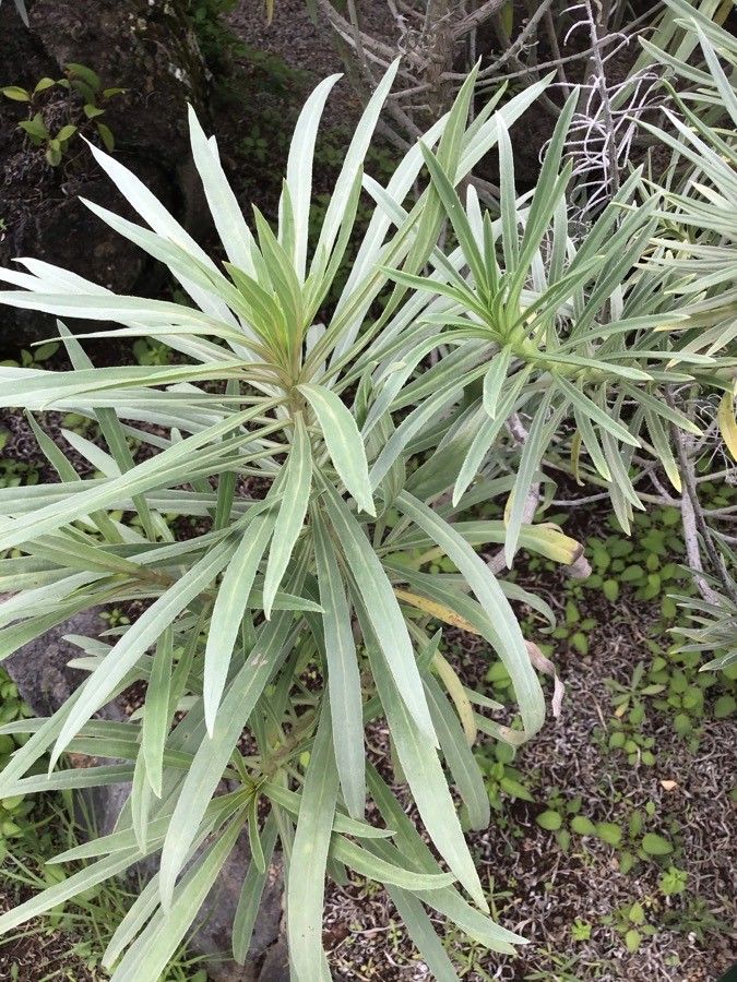 Echium aculeatum