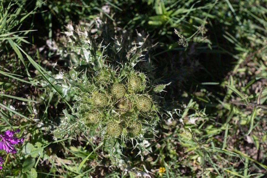 Cirsium glabrum leaf
