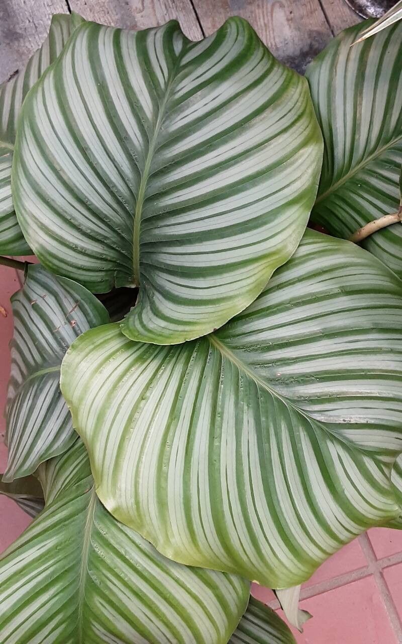 Goeppertia orbifolia leaf